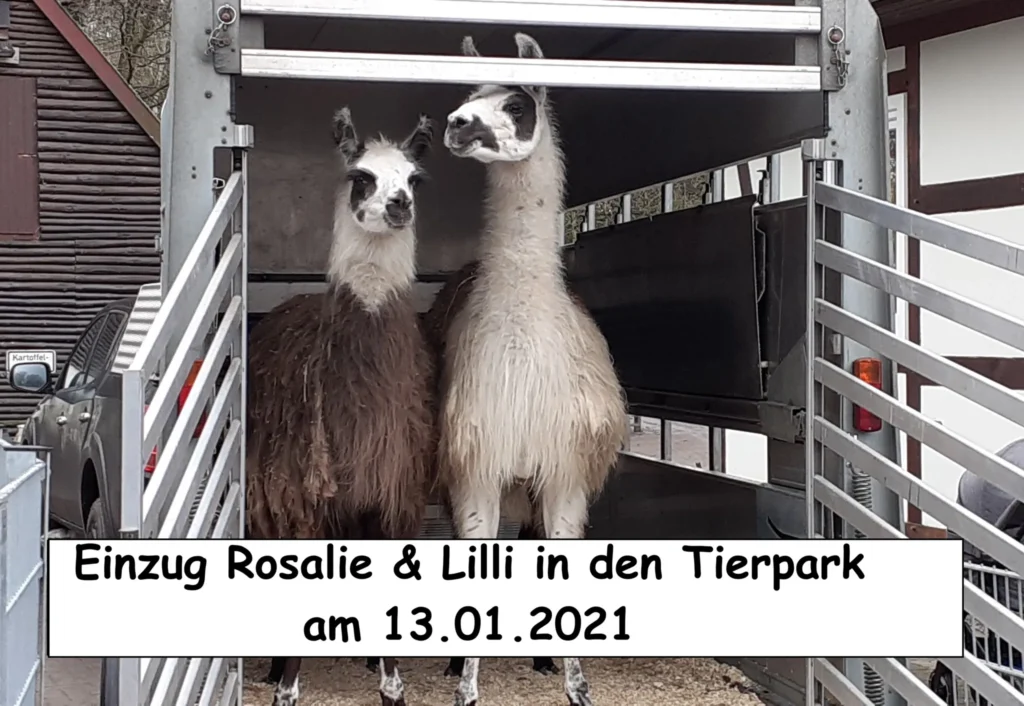 Einzug Lilli und Rosalie in den Tierpark