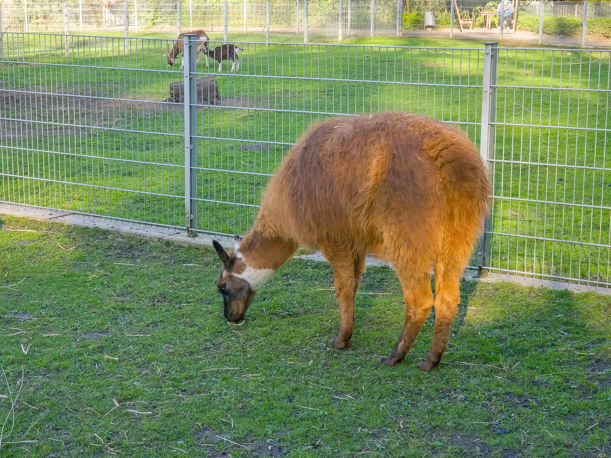 Tierpark Salzwedel