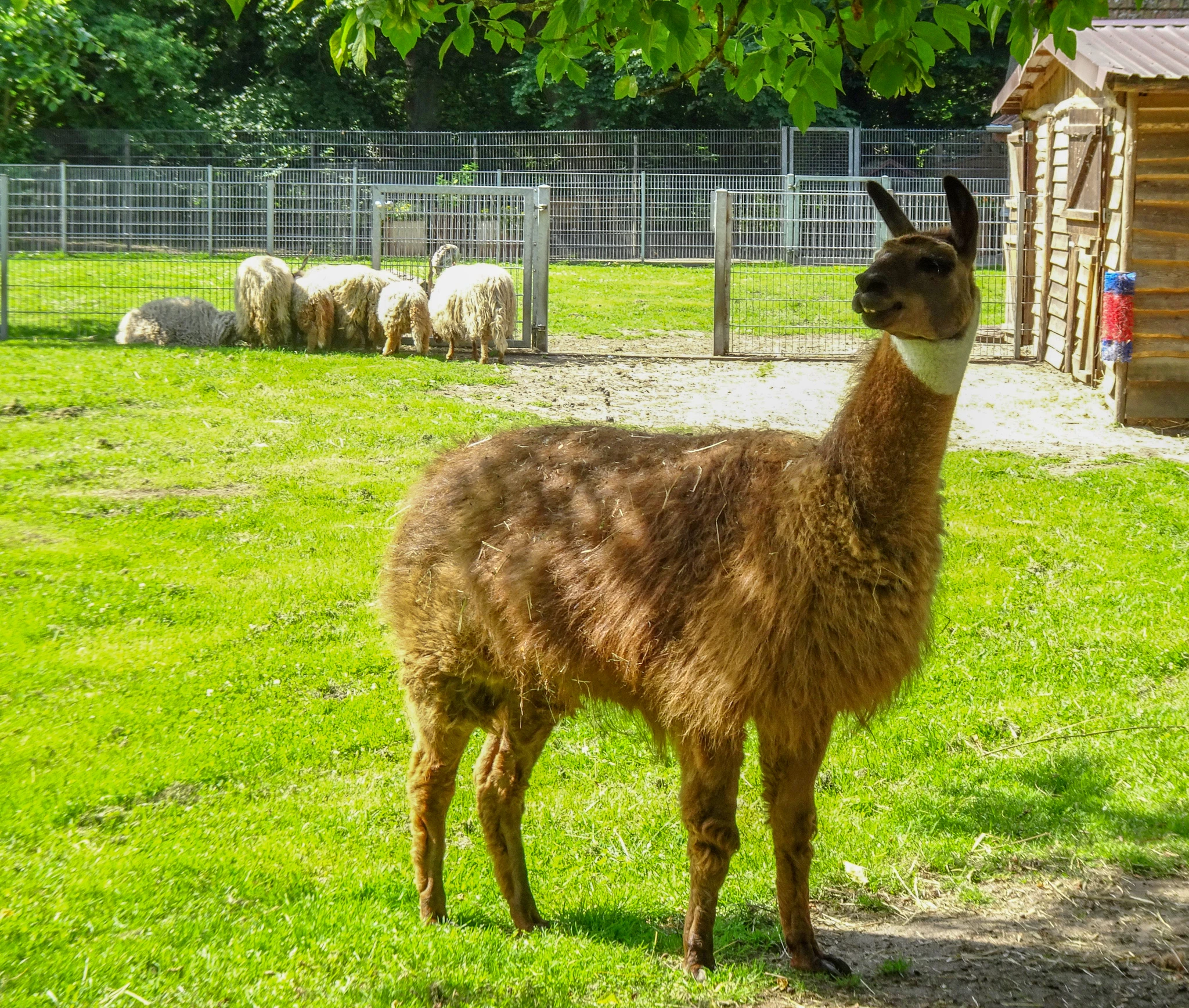 Tierpark Salzwedel