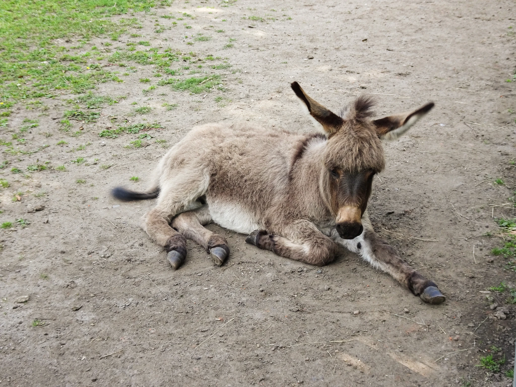 Tierpark Salzwedel